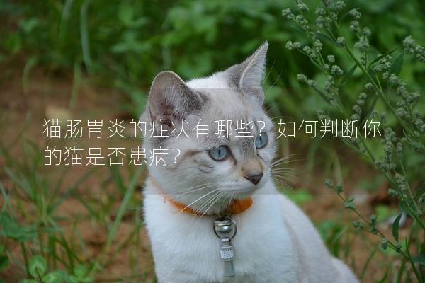 猫肠胃炎的症状有哪些？如何判断你的猫是否患病？