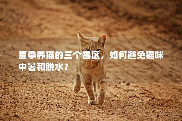 夏季养猫的三个雷区，如何避免猫咪中暑和脱水？