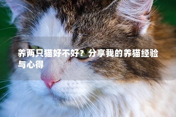 养两只猫好不好？分享我的养猫经验与心得