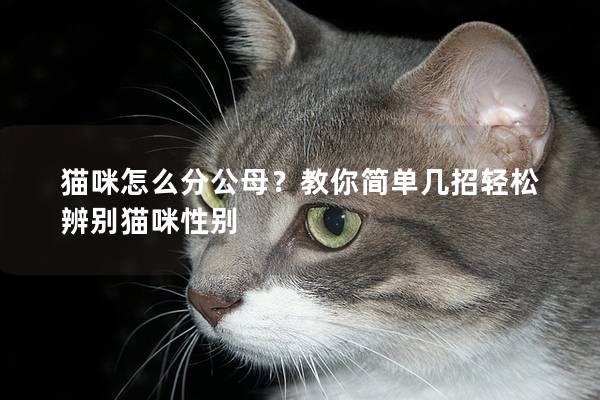 猫咪怎么分公母？教你简单几招轻松辨别猫咪性别