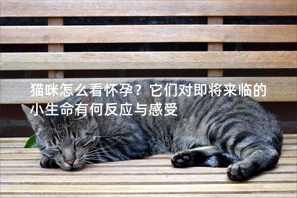 猫咪怎么看怀孕？它们对即将来临的小生命有何反应与感受