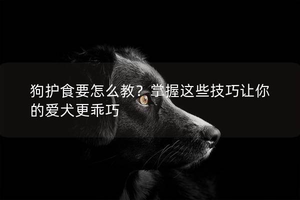 狗护食要怎么教？掌握这些技巧让你的爱犬更乖巧