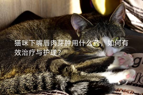 猫咪下嘴唇肉芽肿用什么药，如何有效治疗与护理？