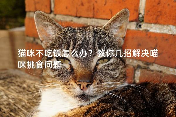 猫咪不吃饭怎么办？教你几招解决喵咪挑食问题