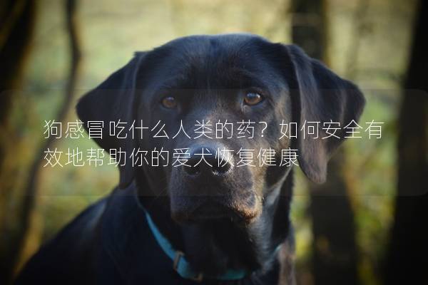 狗感冒吃什么人类的药？如何安全有效地帮助你的爱犬恢复健康