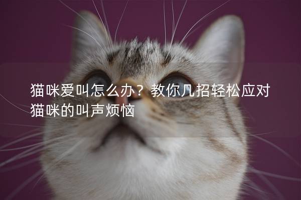 猫咪爱叫怎么办？教你几招轻松应对猫咪的叫声烦恼