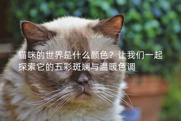 猫咪的世界是什么颜色？让我们一起探索它的五彩斑斓与温暖色调