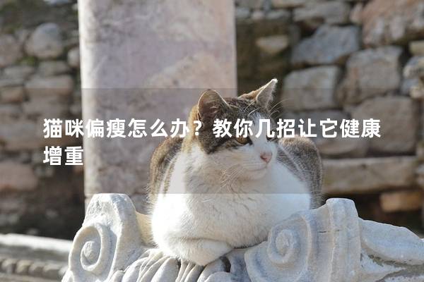 猫咪偏瘦怎么办？教你几招让它健康增重