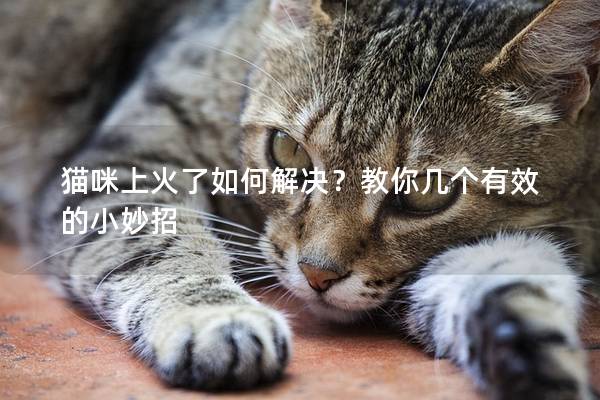 猫咪上火了如何解决？教你几个有效的小妙招