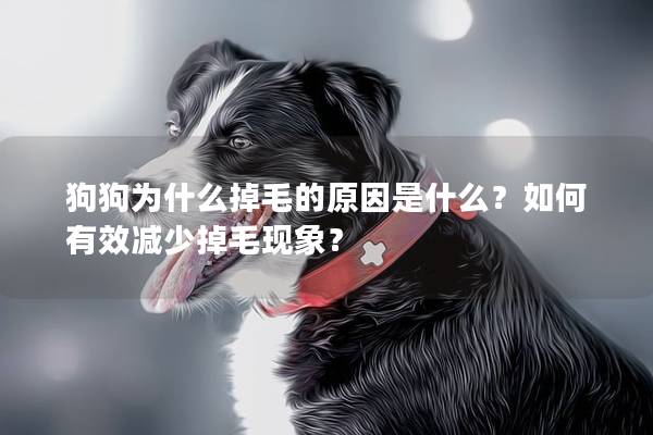 狗狗为什么掉毛的原因是什么？如何有效减少掉毛现象？