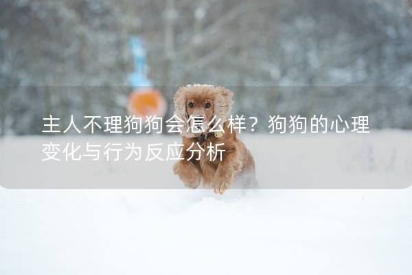 主人不理狗狗会怎么样？狗狗的心理变化与行为反应分析