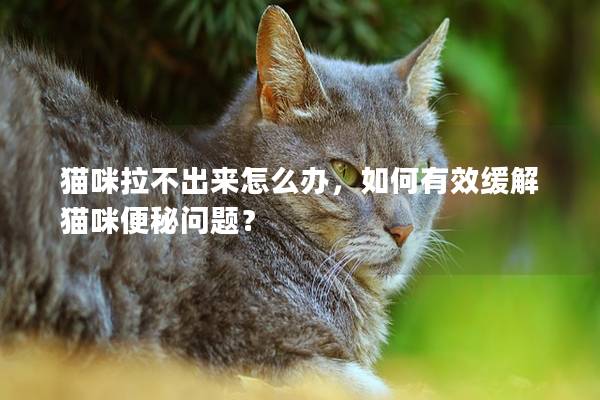 猫咪拉不出来怎么办，如何有效缓解猫咪便秘问题？