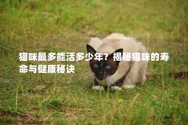 猫咪最多能活多少年？揭秘猫咪的寿命与健康秘诀