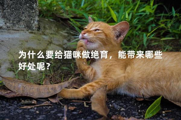 为什么要给猫咪做绝育，能带来哪些好处呢？