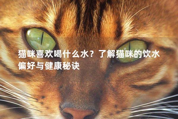 猫咪喜欢喝什么水？了解猫咪的饮水偏好与健康秘诀