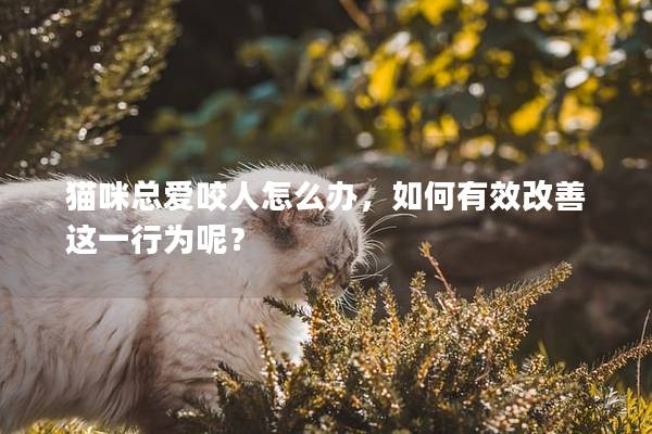 猫咪总爱咬人怎么办，如何有效改善这一行为呢？