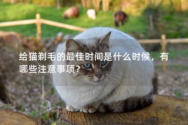 给猫剃毛的最佳时间是什么时候，有哪些注意事项？