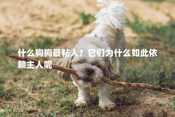 什么狗狗最粘人？它们为什么如此依赖主人呢