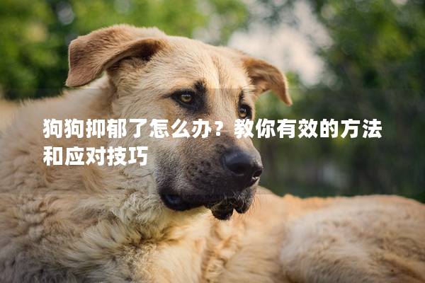 狗狗抑郁了怎么办？教你有效的方法和应对技巧