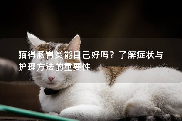 猫得肠胃炎能自己好吗？了解症状与护理方法的重要性