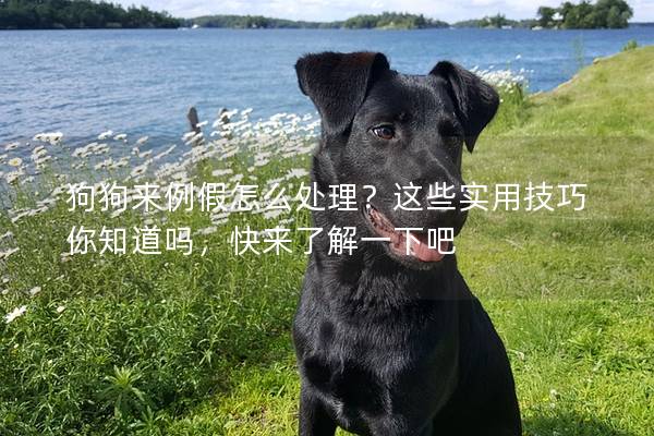 狗狗来例假怎么处理？这些实用技巧你知道吗，快来了解一下吧