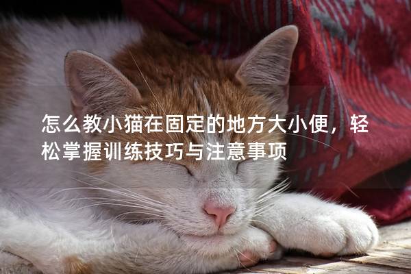 怎么教小猫在固定的地方大小便，轻松掌握训练技巧与注意事项