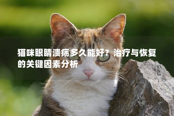 猫咪眼睛溃疡多久能好？治疗与恢复的关键因素分析