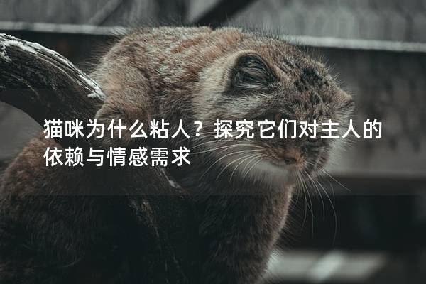 猫咪为什么粘人？探究它们对主人的依赖与情感需求