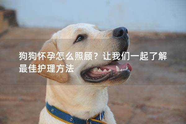 狗狗怀孕怎么照顾？让我们一起了解最佳护理方法