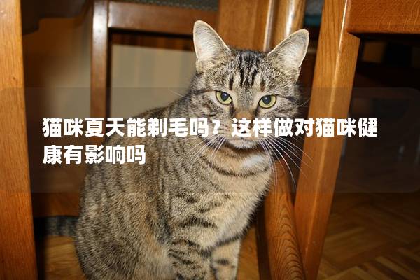 猫咪夏天能剃毛吗？这样做对猫咪健康有影响吗