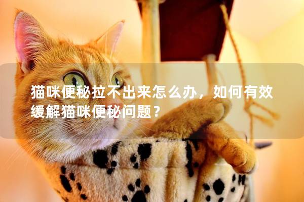 猫咪便秘拉不出来怎么办，如何有效缓解猫咪便秘问题？