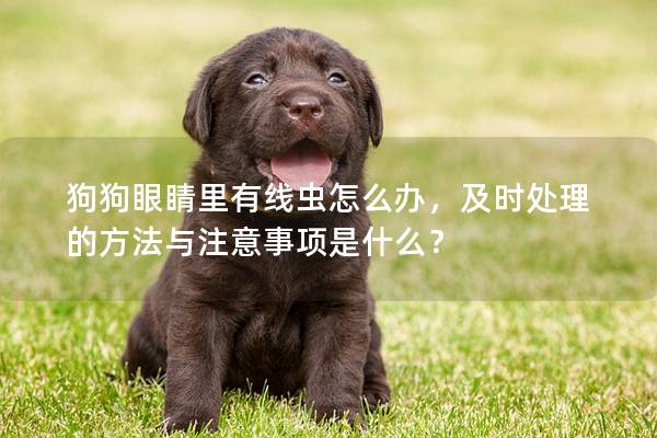 狗狗眼睛里有线虫怎么办，及时处理的方法与注意事项是什么？