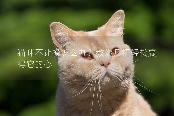 猫咪不让摸怎么办？教你几招轻松赢得它的心