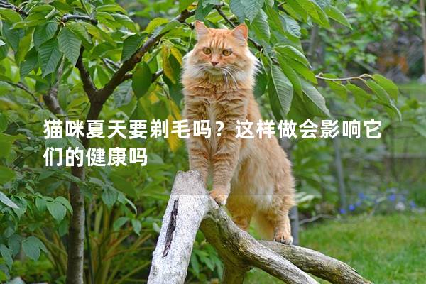 猫咪夏天要剃毛吗？这样做会影响它们的健康吗