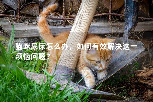 猫咪尿床怎么办，如何有效解决这一烦恼问题？