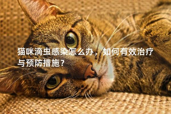 猫咪滴虫感染怎么办，如何有效治疗与预防措施？