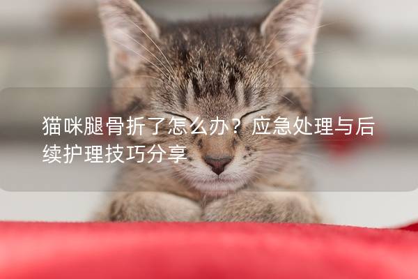 猫咪腿骨折了怎么办？应急处理与后续护理技巧分享