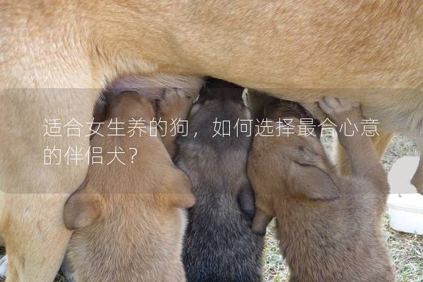 适合女生养的狗，如何选择最合心意的伴侣犬？