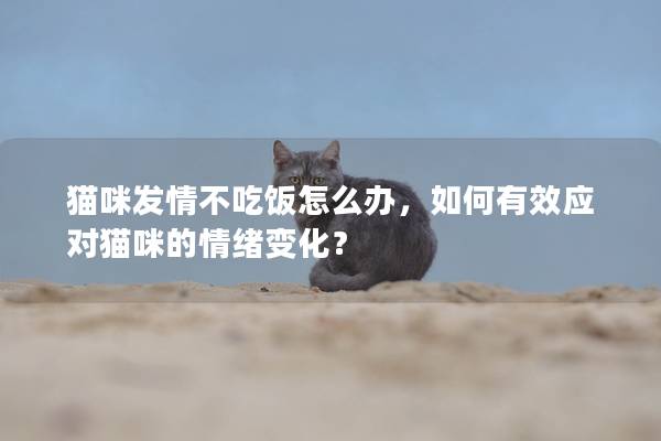 猫咪发情不吃饭怎么办，如何有效应对猫咪的情绪变化？