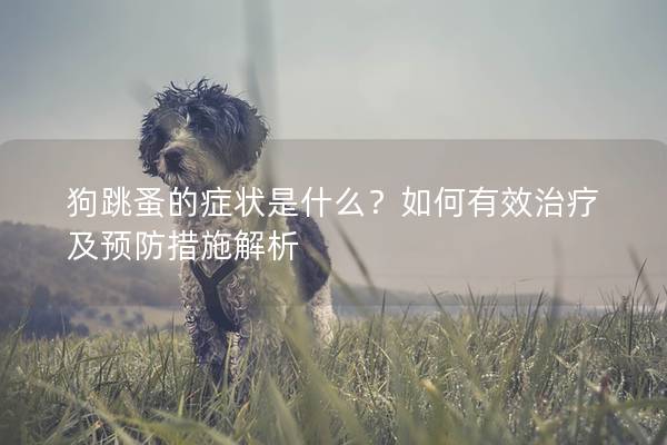 狗跳蚤的症状是什么？如何有效治疗及预防措施解析