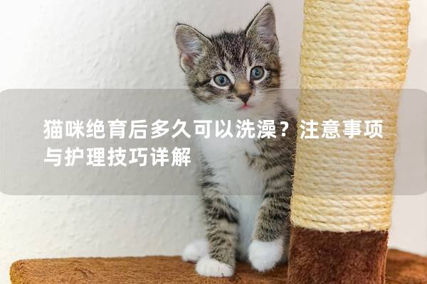 猫咪绝育后多久可以洗澡？注意事项与护理技巧详解