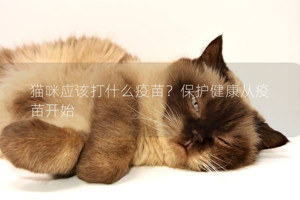 猫咪应该打什么疫苗？保护健康从疫苗开始