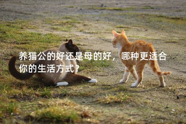 养猫公的好还是母的好，哪种更适合你的生活方式？