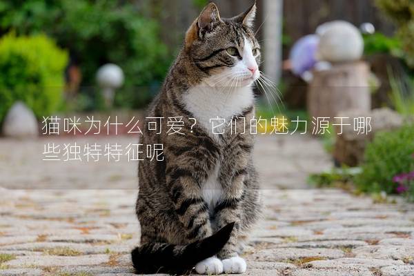 猫咪为什么可爱？它们的魅力源于哪些独特特征呢