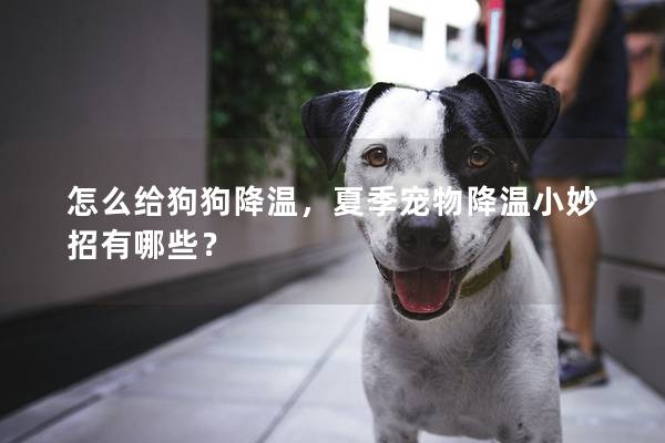 怎么给狗狗降温，夏季宠物降温小妙招有哪些？