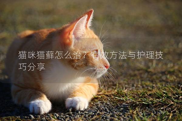 猫咪猫藓怎么治？有效方法与护理技巧分享