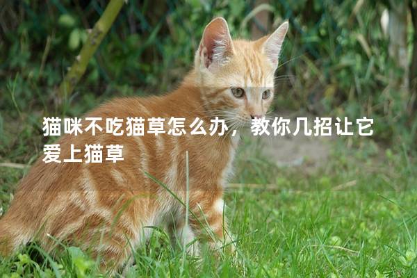 猫咪不吃猫草怎么办，教你几招让它爱上猫草