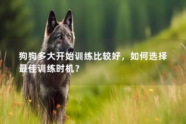 狗狗多大开始训练比较好，如何选择最佳训练时机？