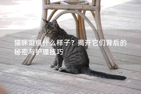 猫咪泪痕什么样子？揭开它们背后的秘密与护理技巧