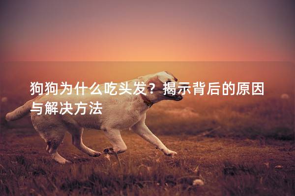 狗狗为什么吃头发？揭示背后的原因与解决方法